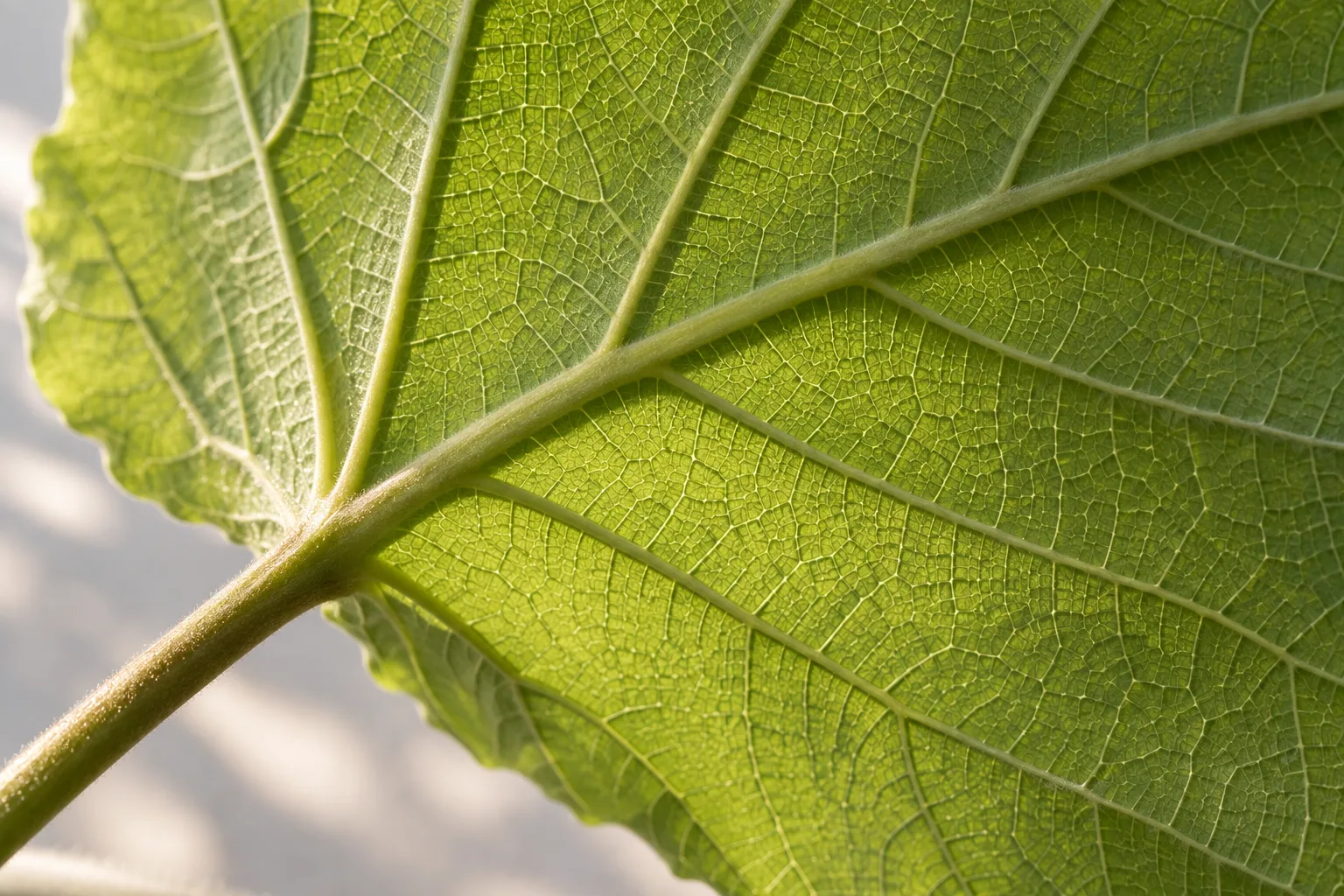 Veins on the underside of a leaf, casting small shadows in side light